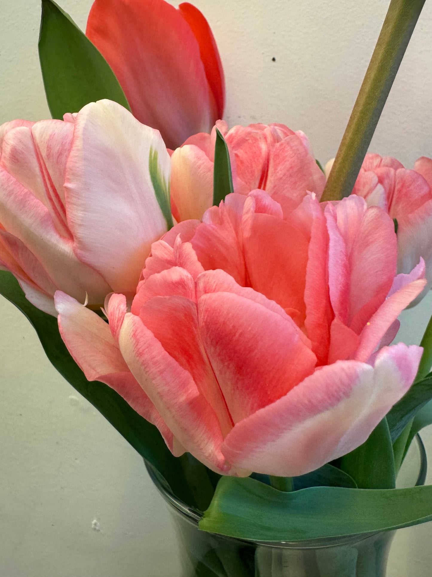 Foxtrot (10 tulip bulbs)