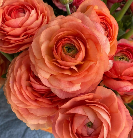 Amandine Salmon Ranunculus (10 corms)