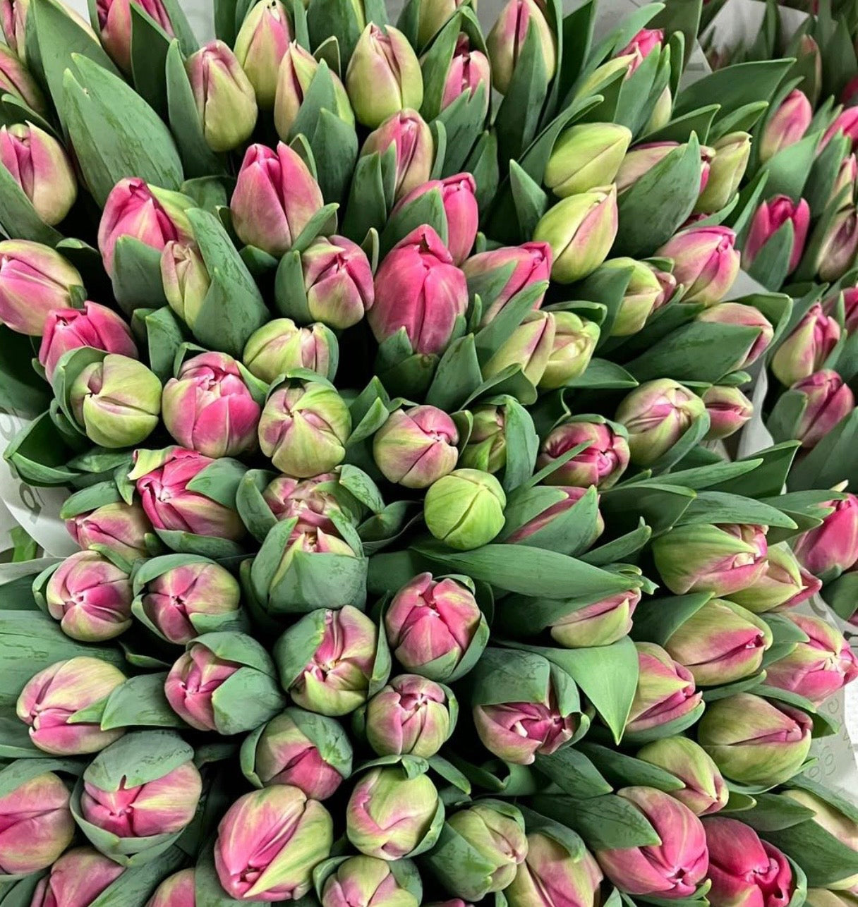 Brindisi Tulips (10 bulbs)