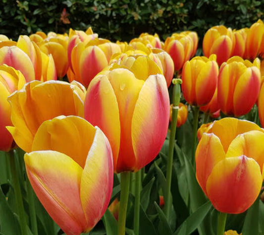 World Peace Tulips (10 bulbs)