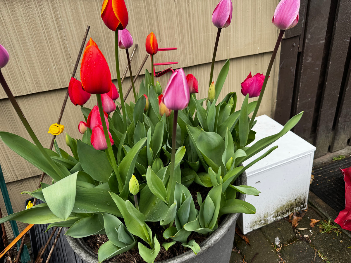 Mixed bundle of tulips (25 bulbs)