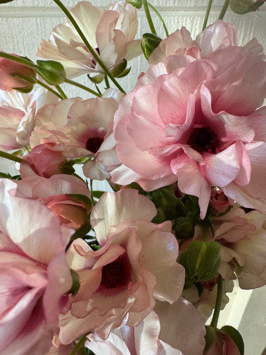 Butterfly Ranunculus - Ariadne (5 corms)