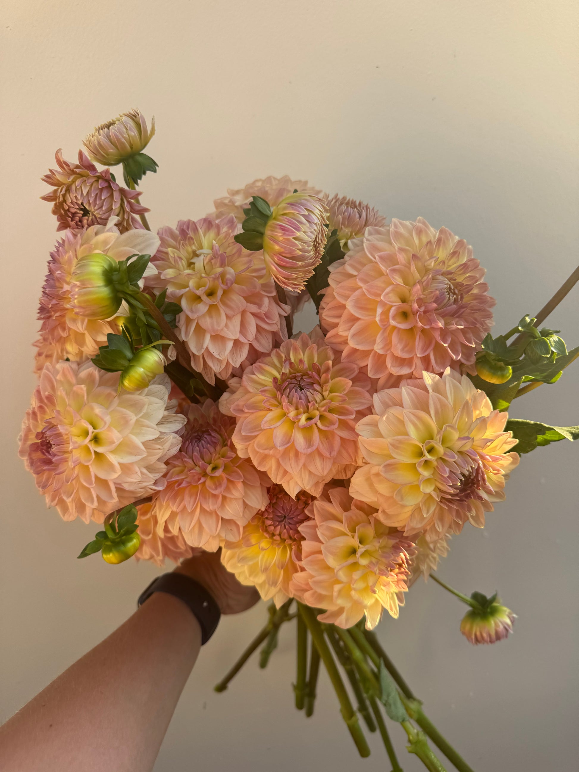 A handful of Bloomquist Alan dahlias