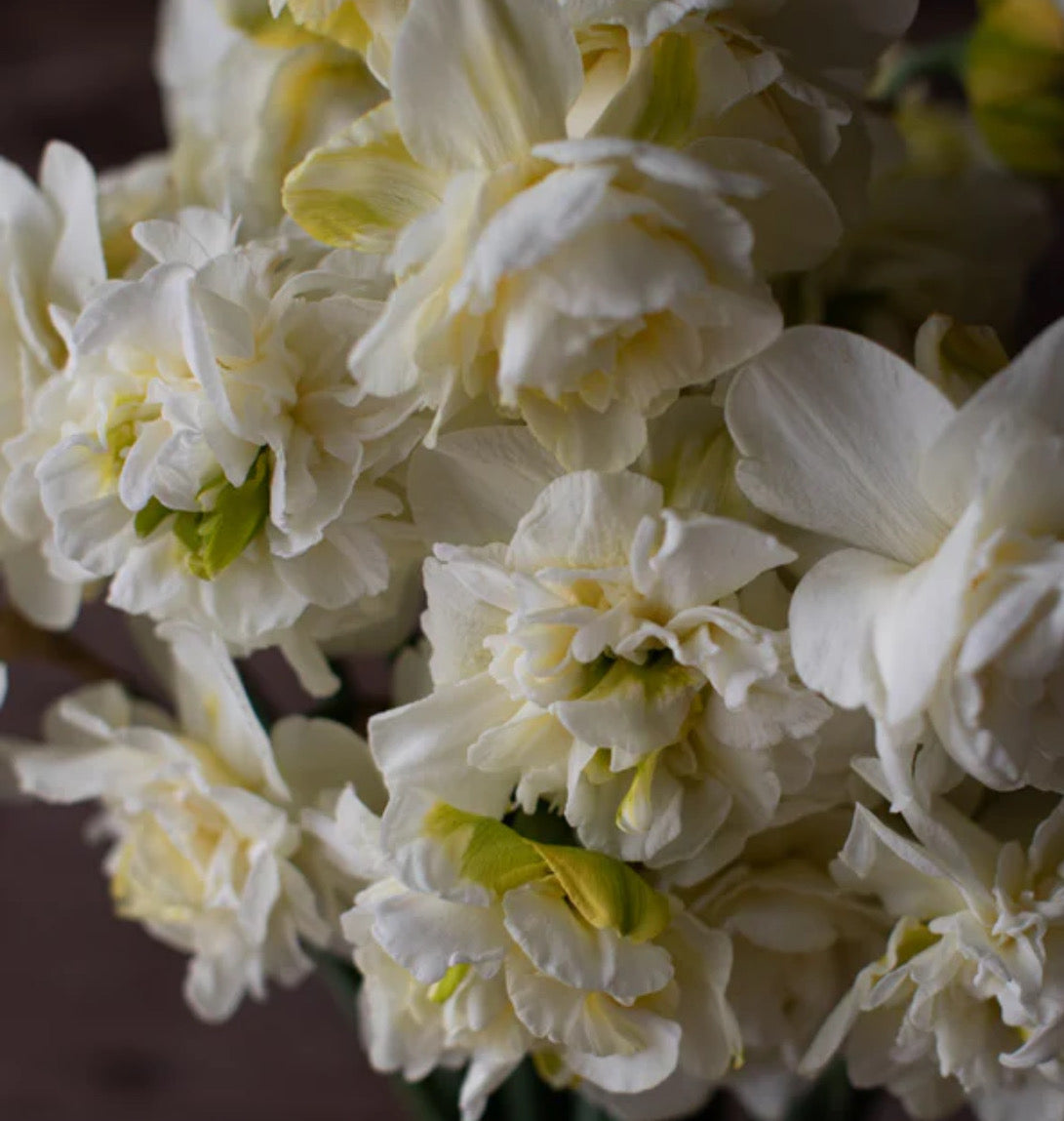 Daffodil - Obdam (10 bulbs)