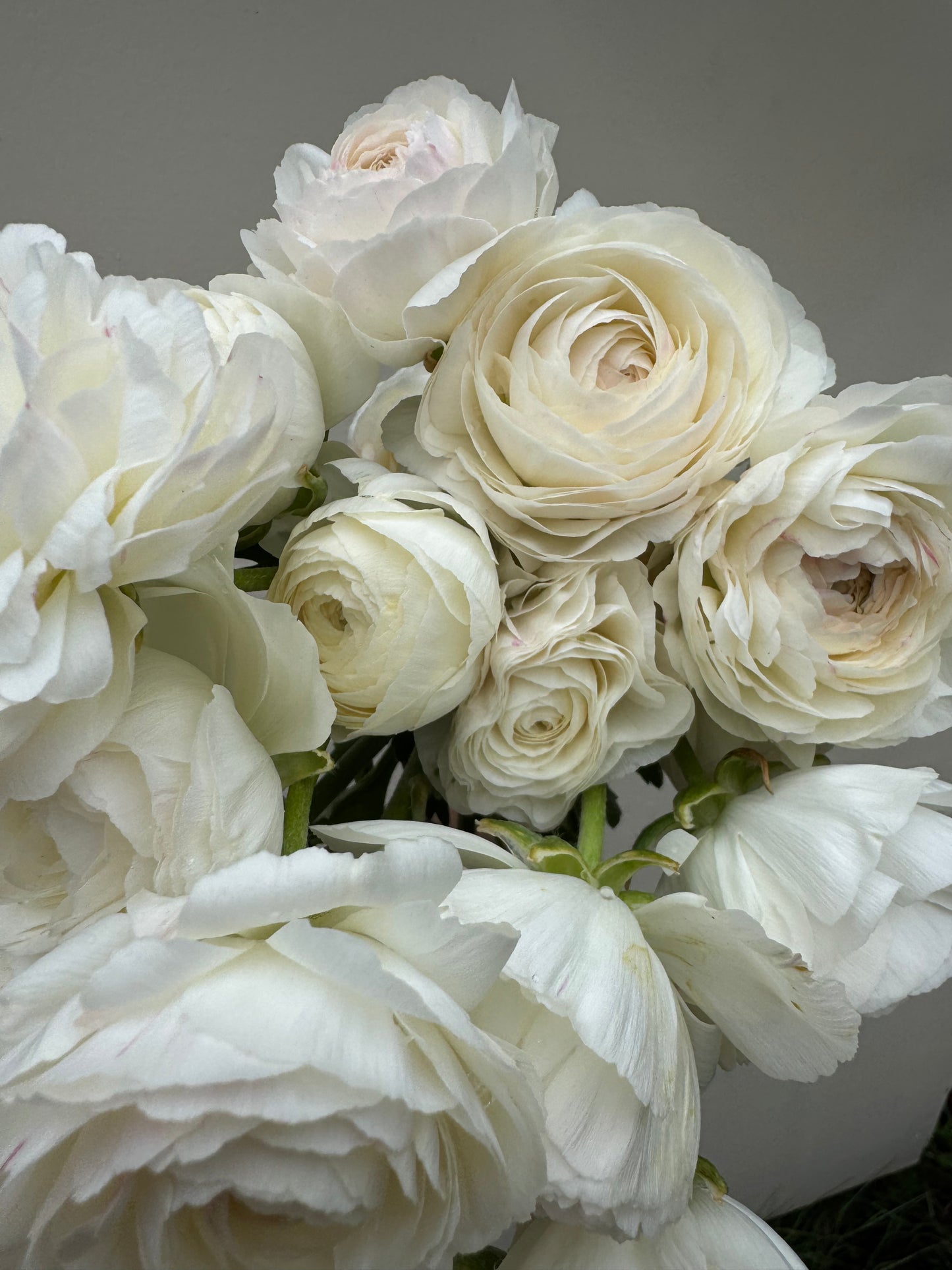 Ranunculus - Romance Courchevel (5 corms)