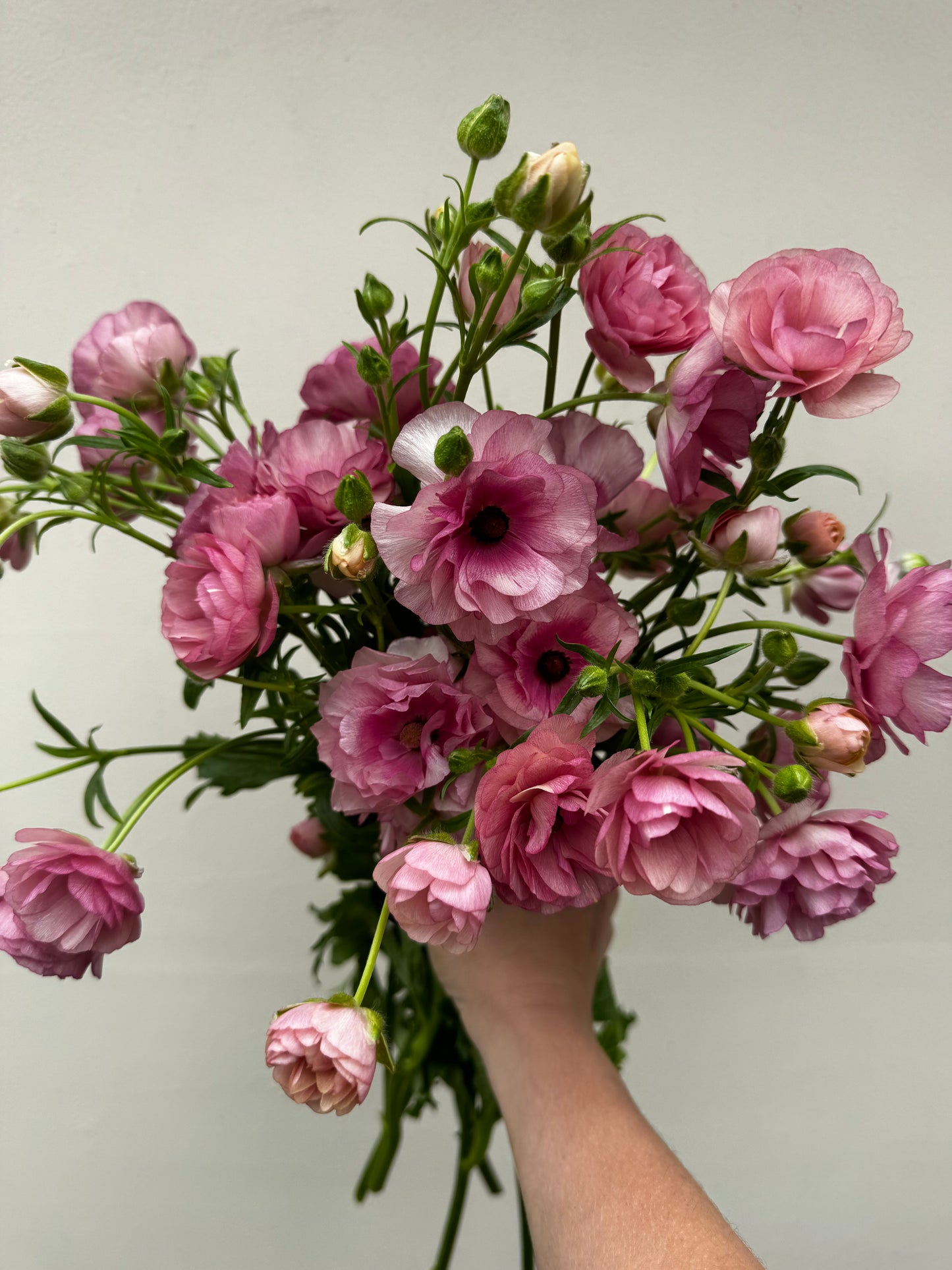 Butterfly Ranunculus - Hera (5 corms)