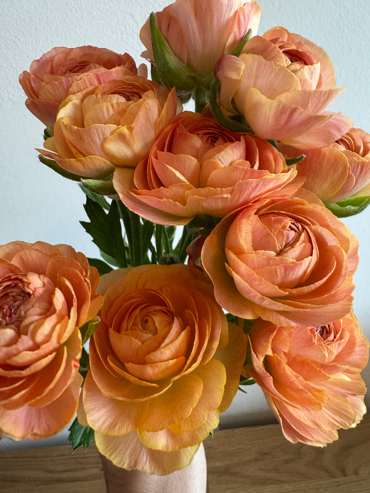 Nohant Ranunculus Ranunculus - Romance Nohant (5 corms) – West Seattle Flower Farm