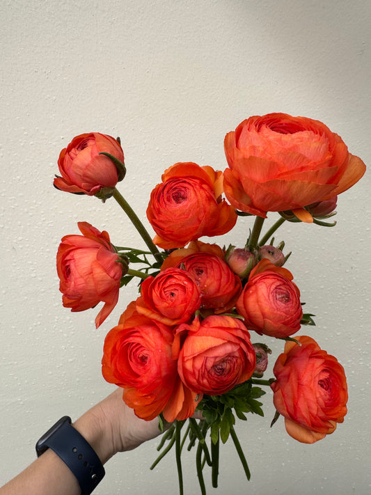 Ranunculus - Romance Paradou (5 corms)