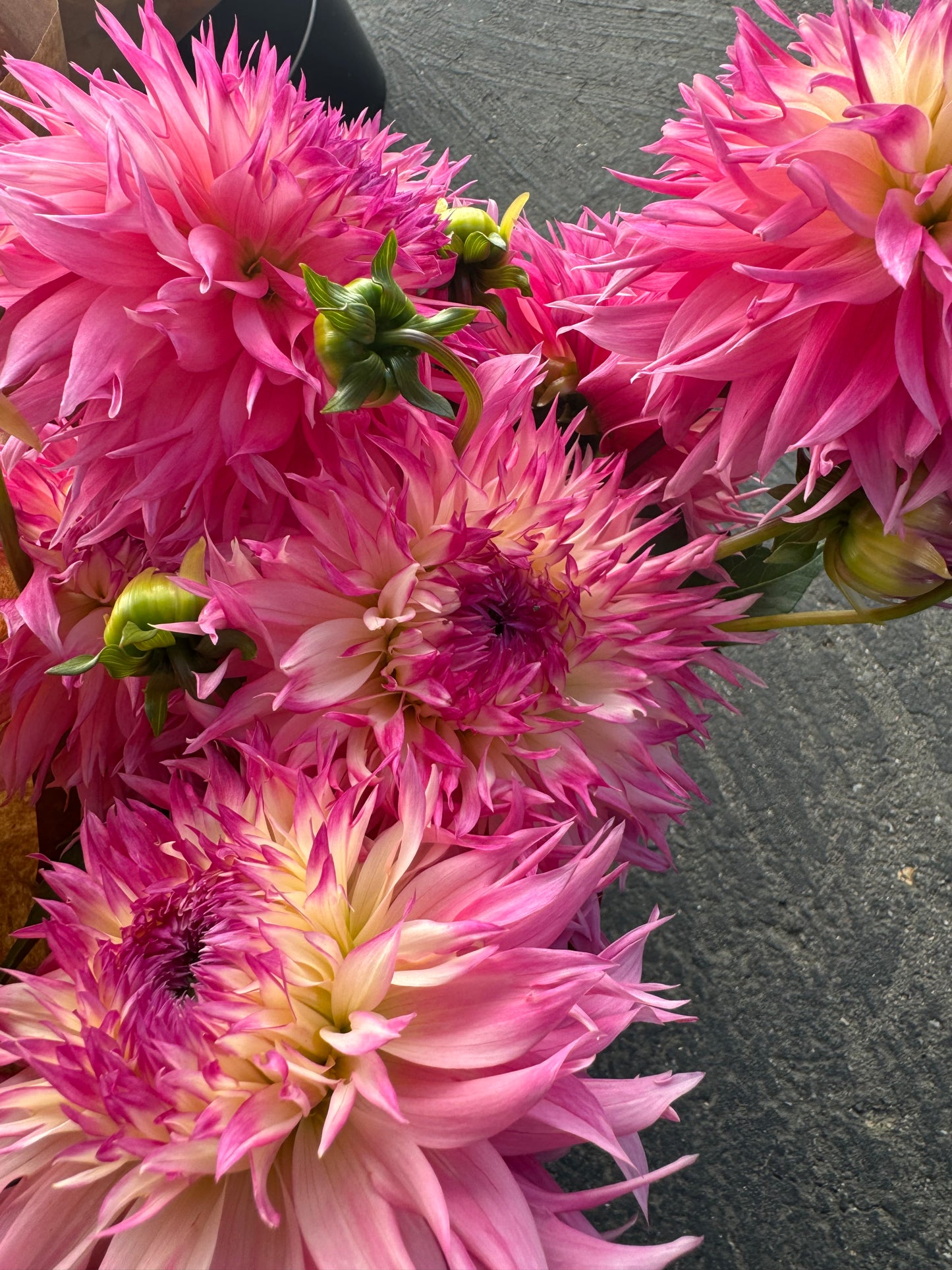 Close-up of pink Pineland Princess dahlias with a dark background