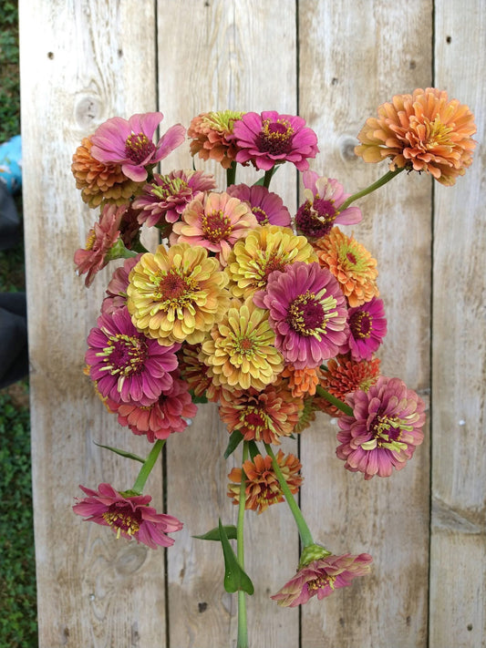 Zinnia seedlings - Queeny mix (6 seedlings)