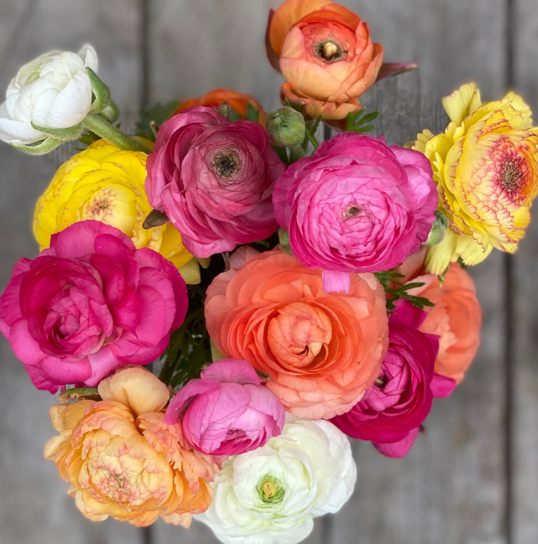 Mixed bundle of ranunculus (25 corms)