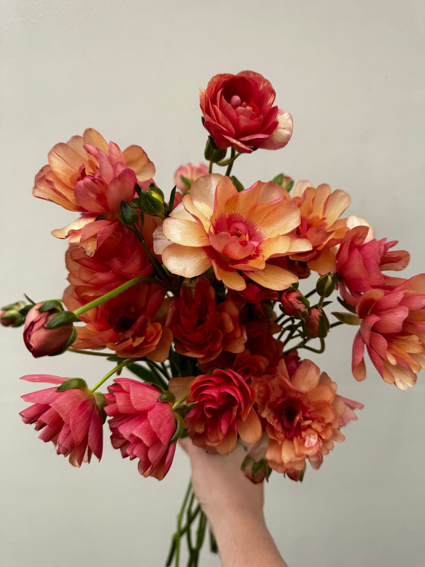 Butterfly Ranunculus - Eris (5 corms)