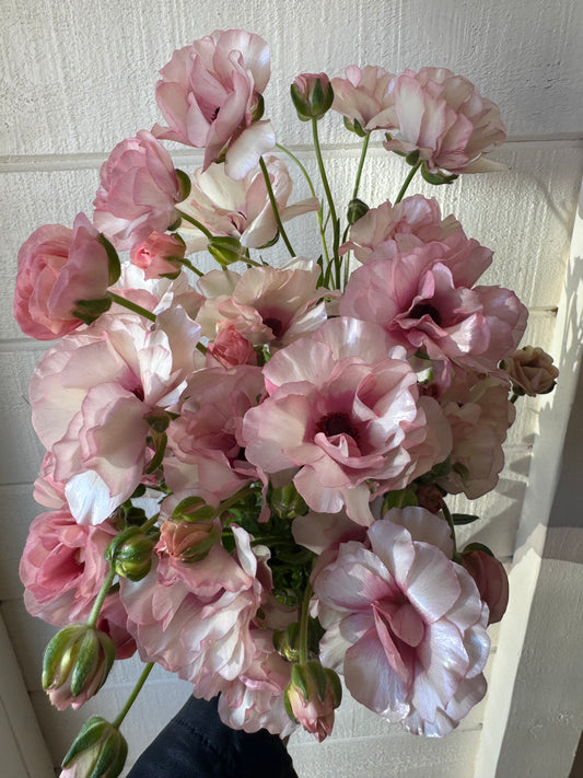 Butterfly Ranunculus - Ariadne (5 corms)