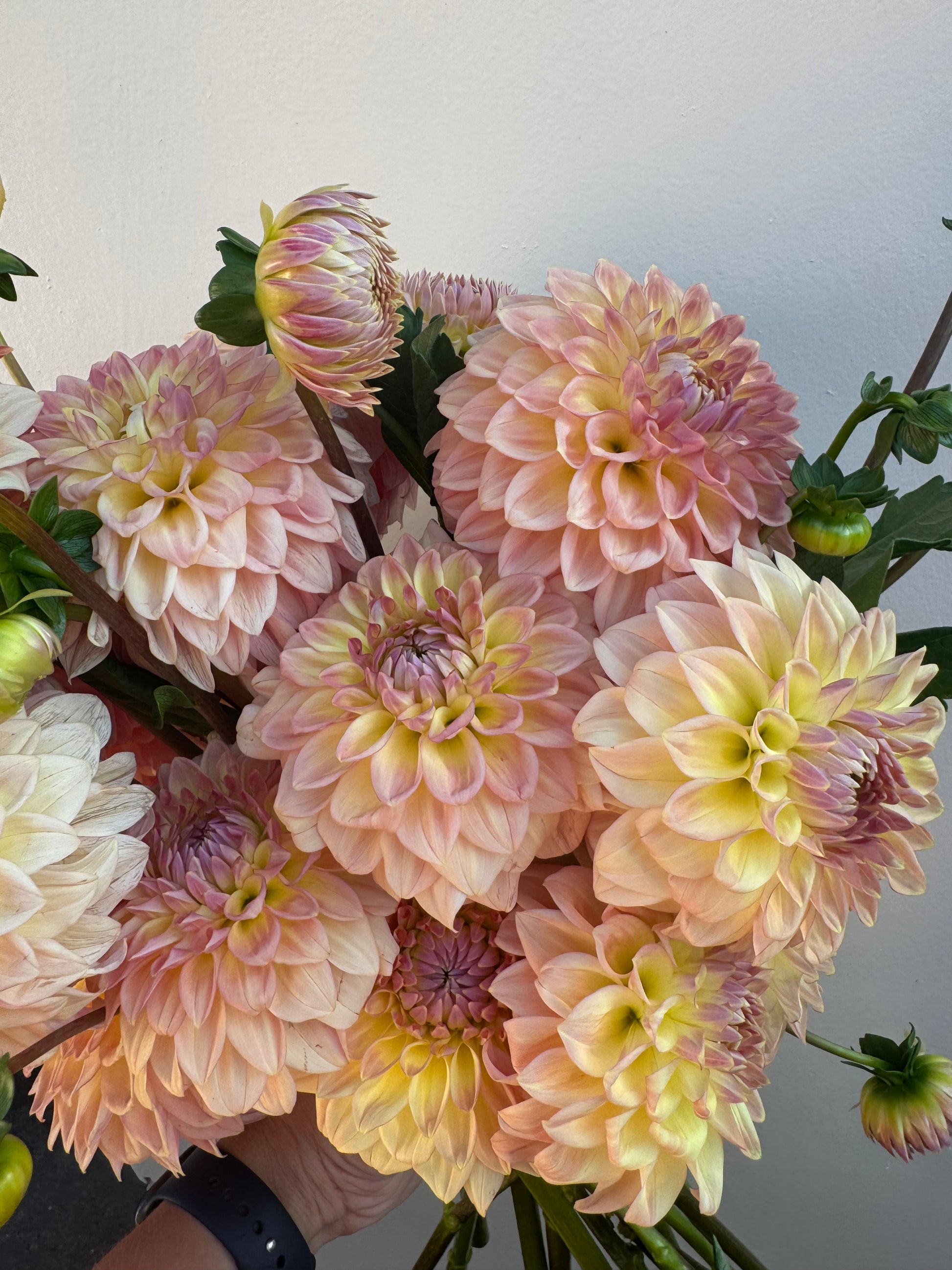 A handful of Bloomquist Alan dahlias