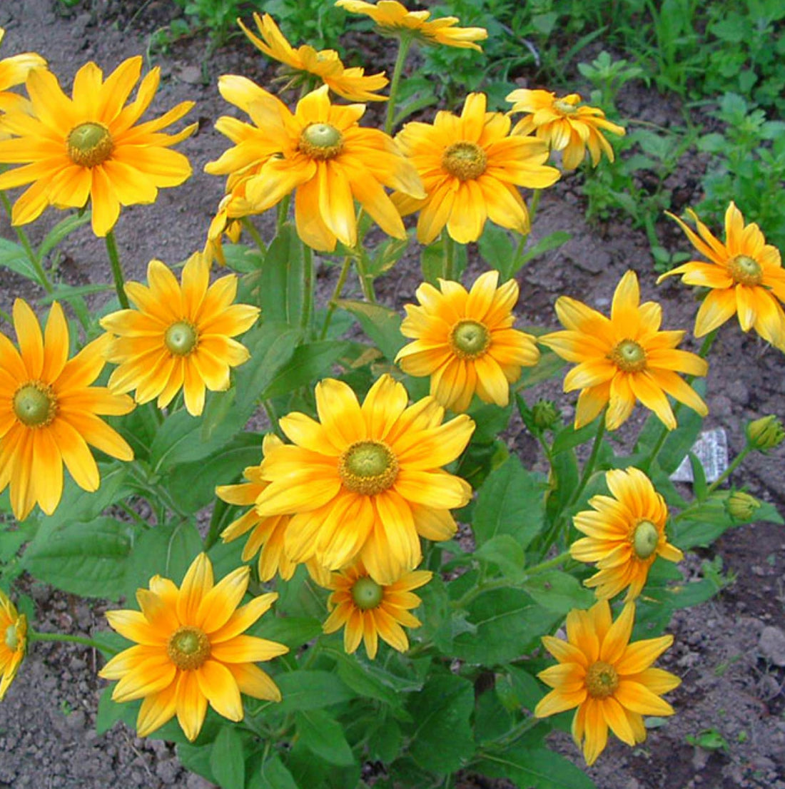 Rudbeckia - Prairie Sun (6)