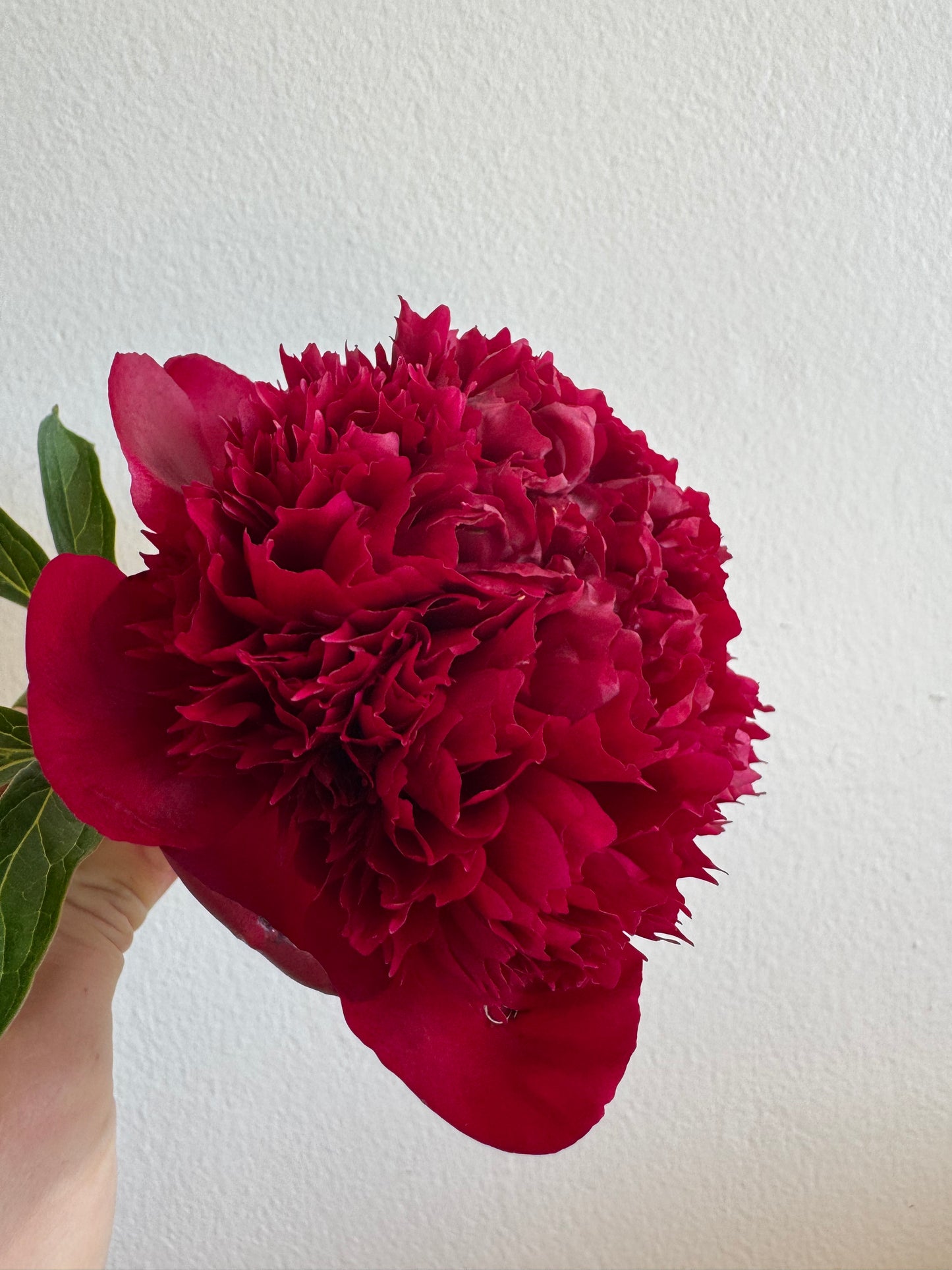 Peony - Red Charm