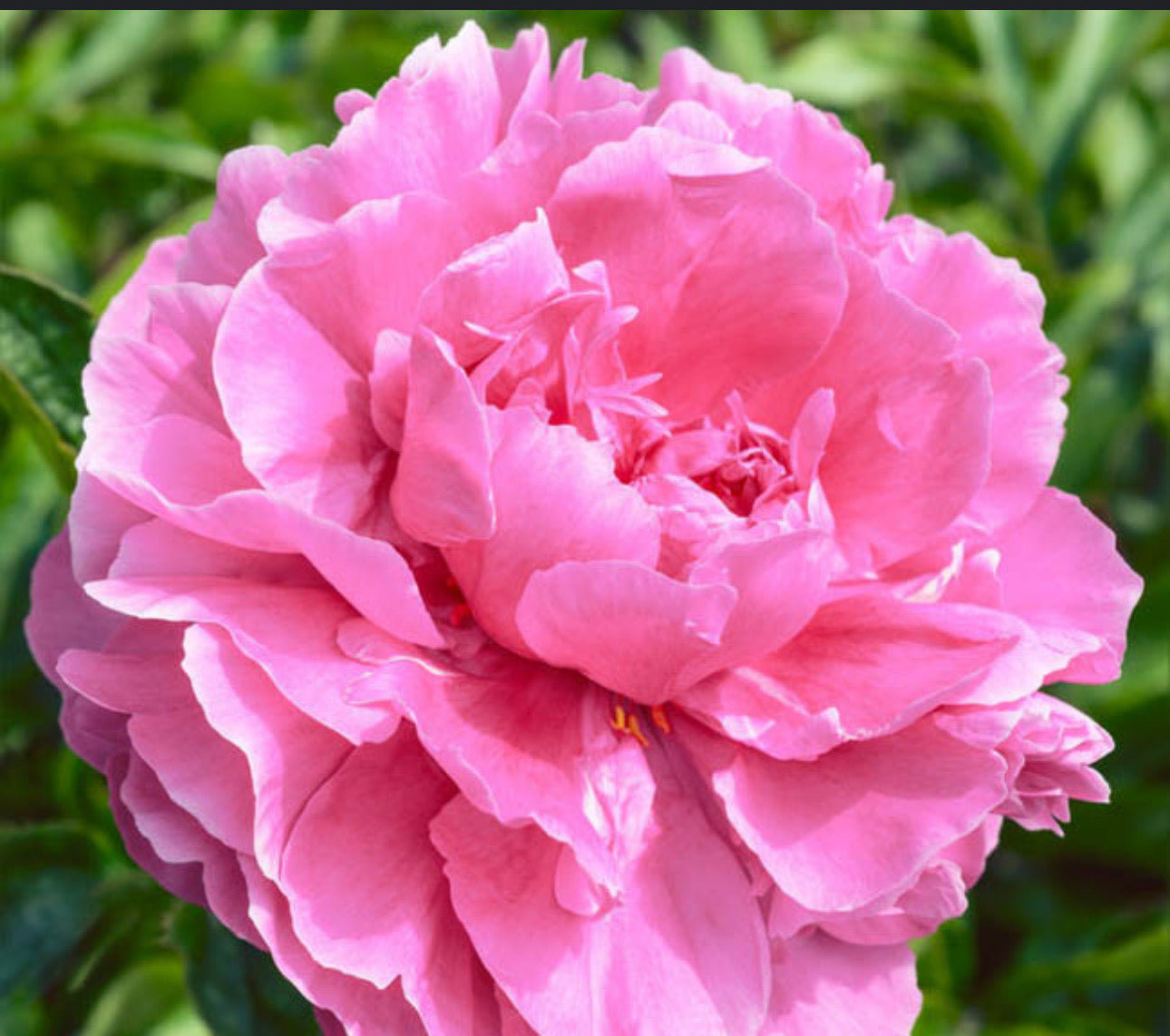 Peony - Dr. Alexander Fleming