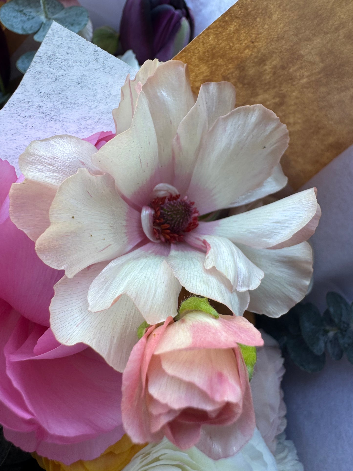 PRESALE EXCLUSIVE: Butterfly Ranunculus bundle (10 corms)