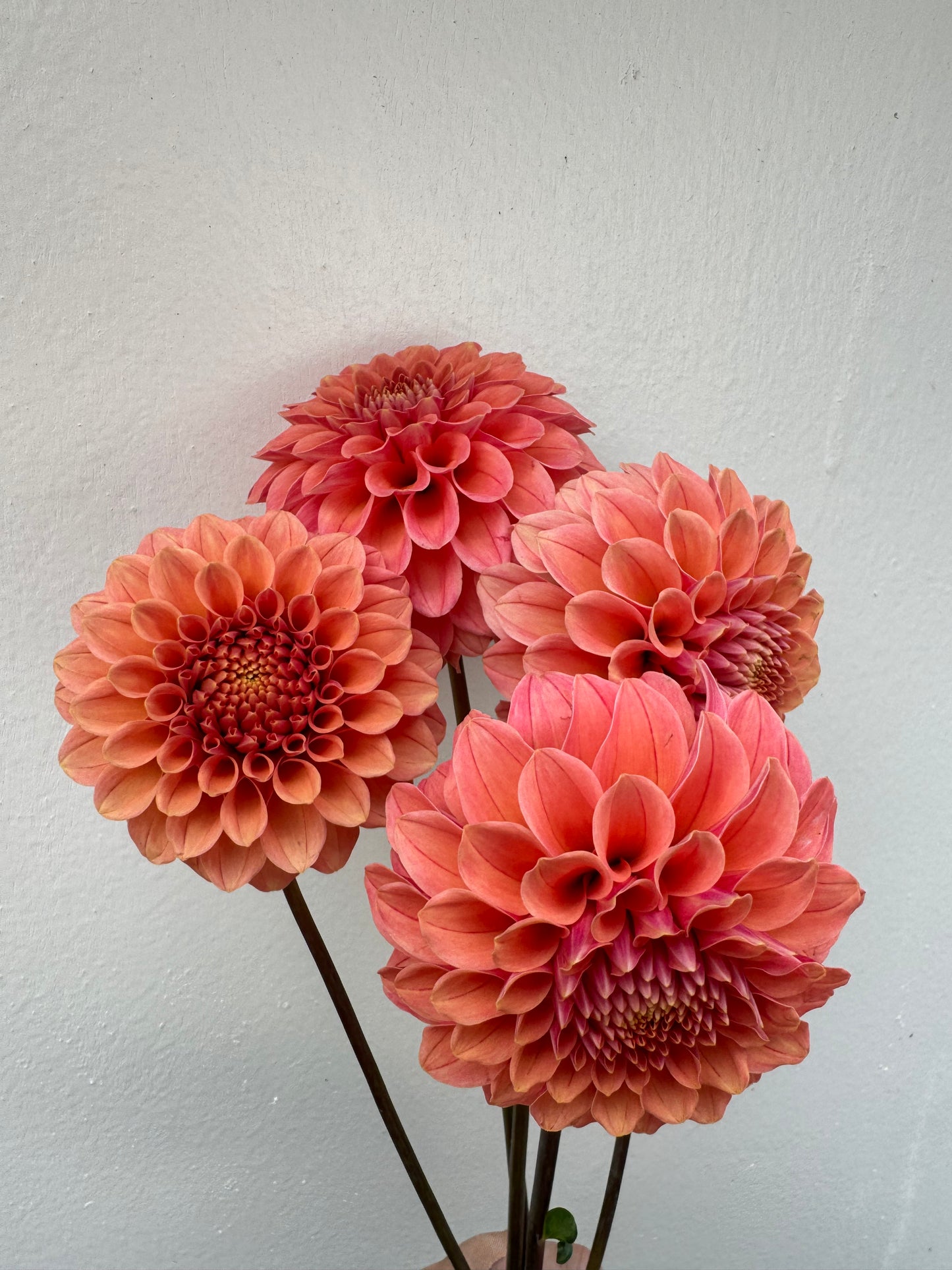 Rose Toscano