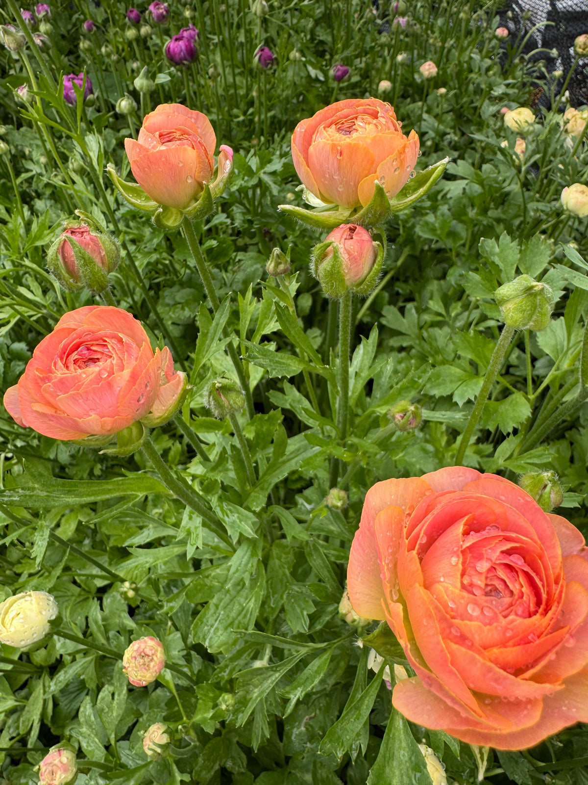 Nohant Ranunculus Ranunculus - Romance Nohant (5 corms) – West Seattle Flower Farm