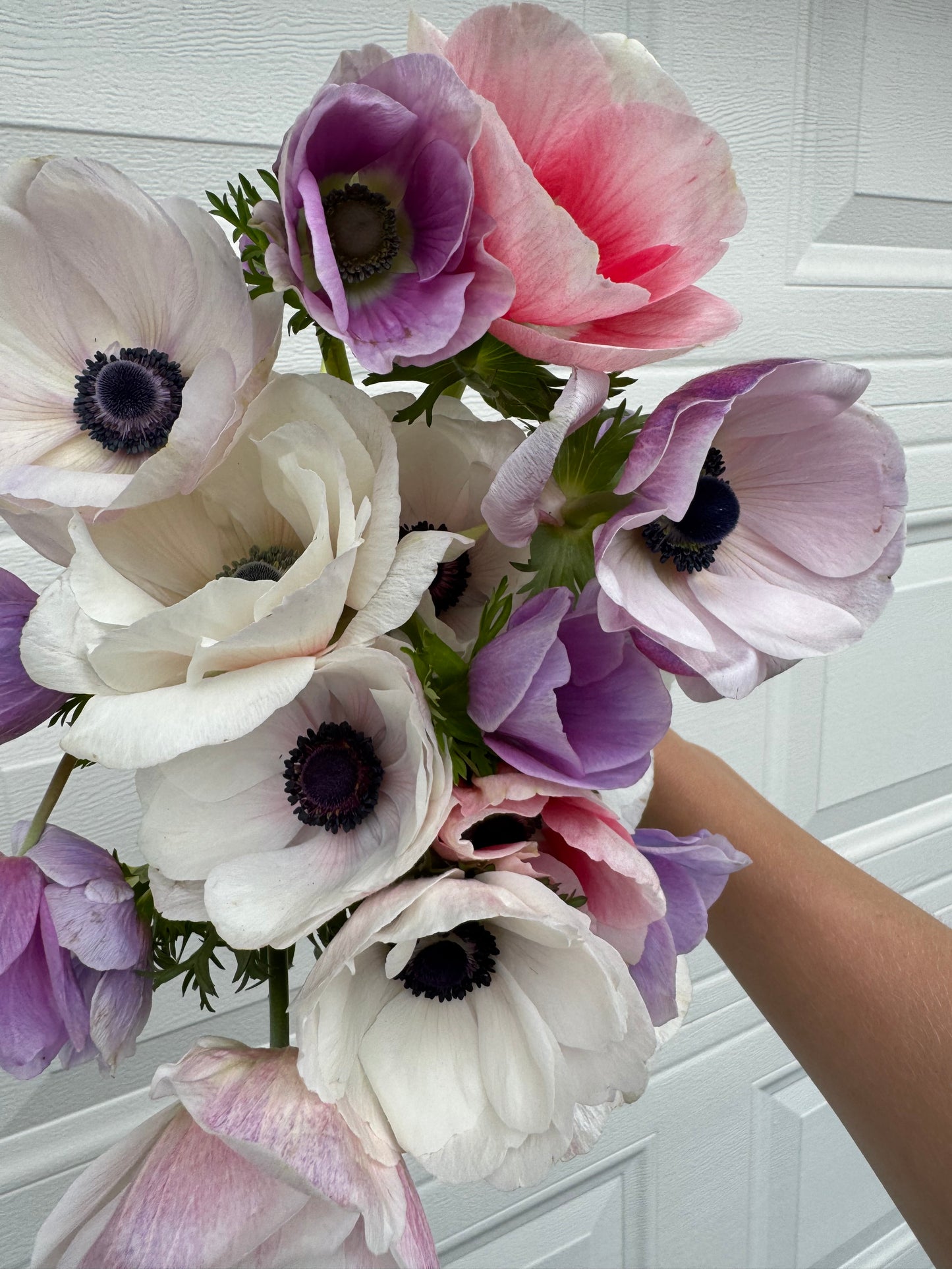 Anemones - Pastel and rainbow mix (10 corms)