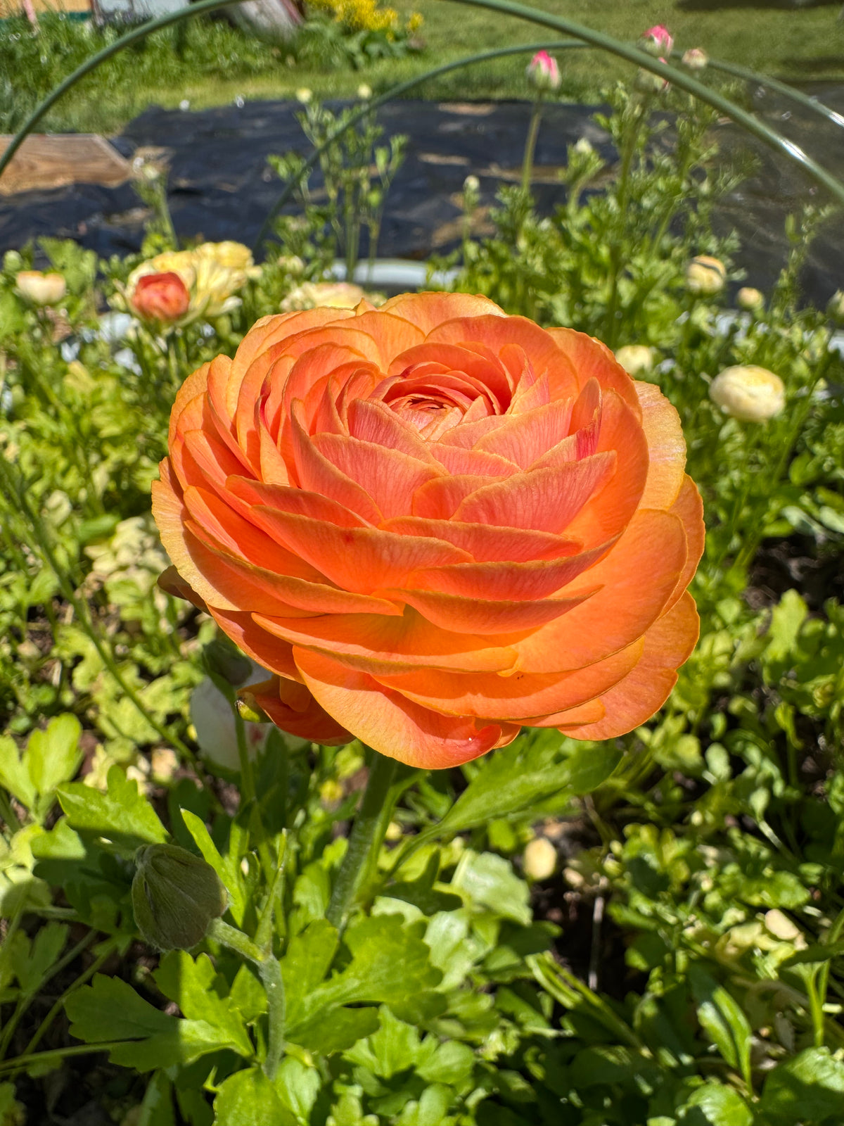 70s Ranunculus Ranunculus - Romance Nohant (5 corms) – West Seattle Flower Farm