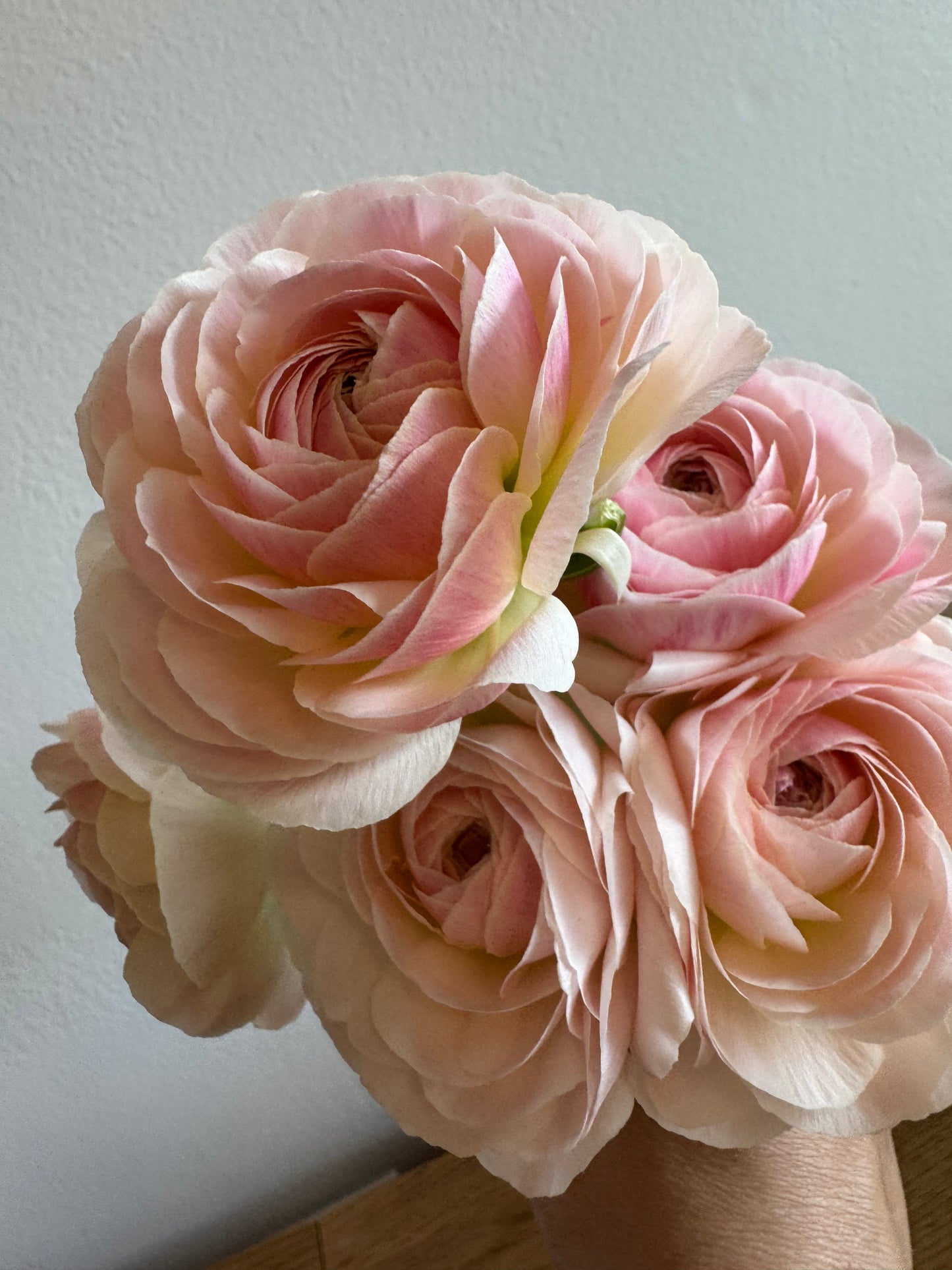 Ranunculus - Romance Maritime (5 corms)