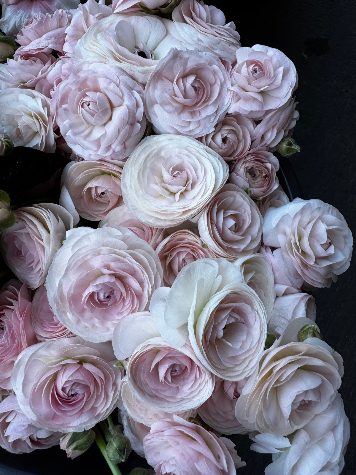 Romance Seine Ranunculus (5 corms)