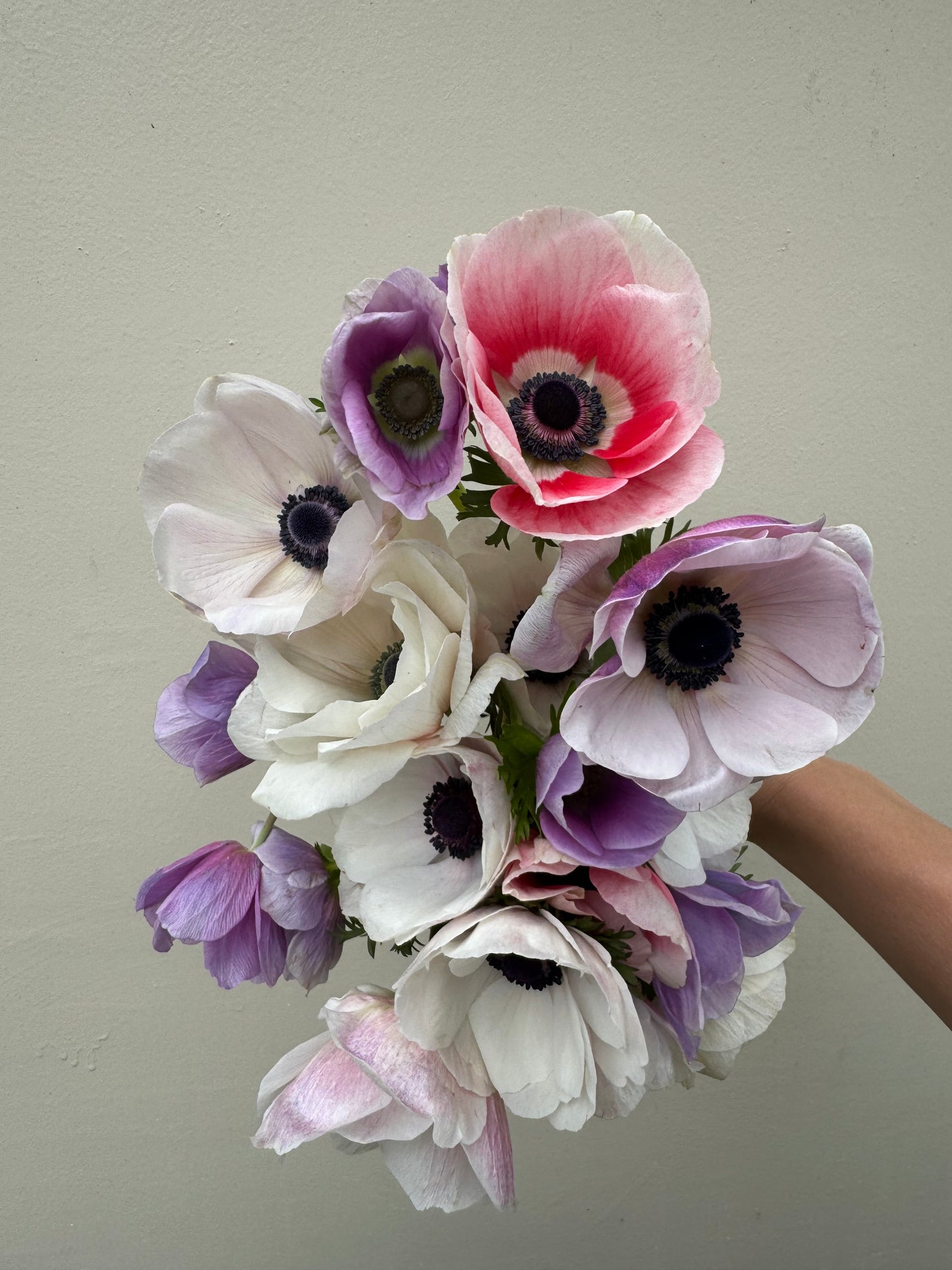 Anemones - Pastel and rainbow mix (10 corms)