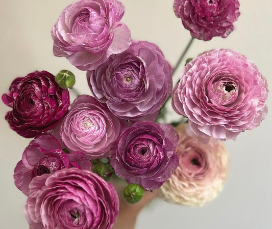 Amandine Purple Jean Ranunculus (10 corms)