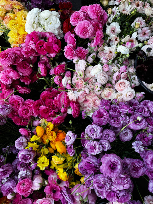 Mixed bundle of ranunculus (25 corms)