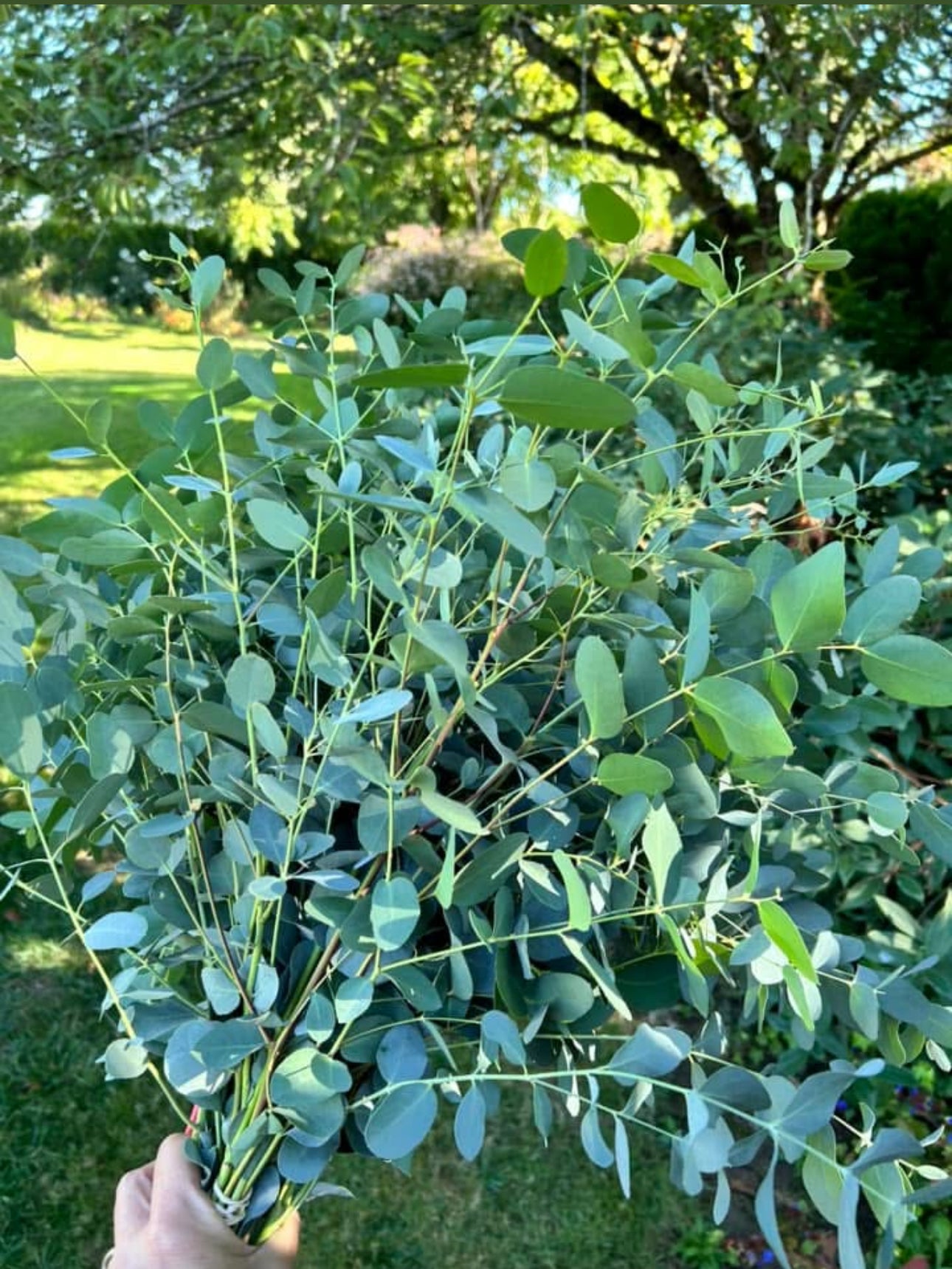 Eucalyptus silver dollar seedlings (6)