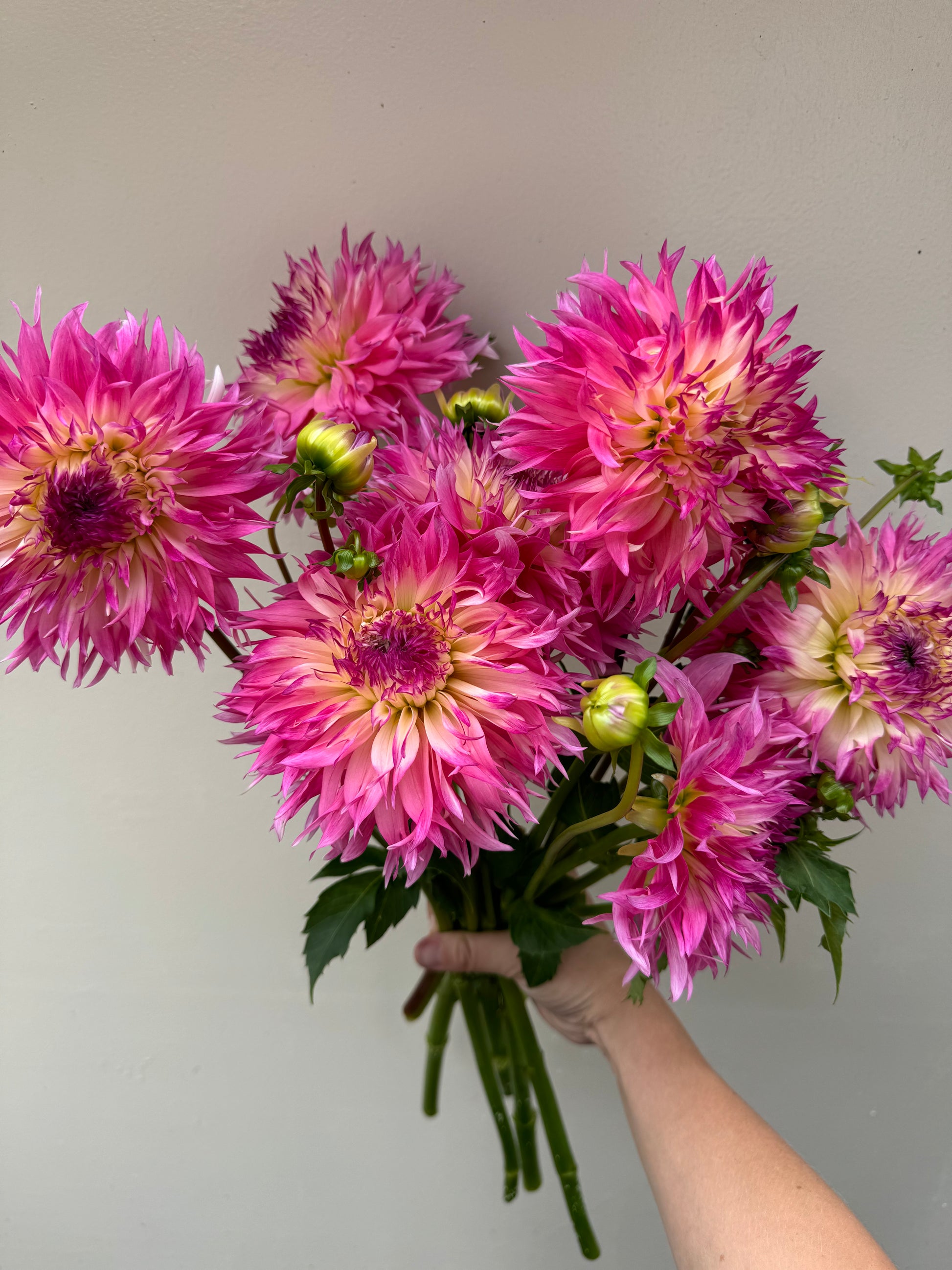 Bouquet of pink Pineland Princess dahlias held by a hand against a neutral background.