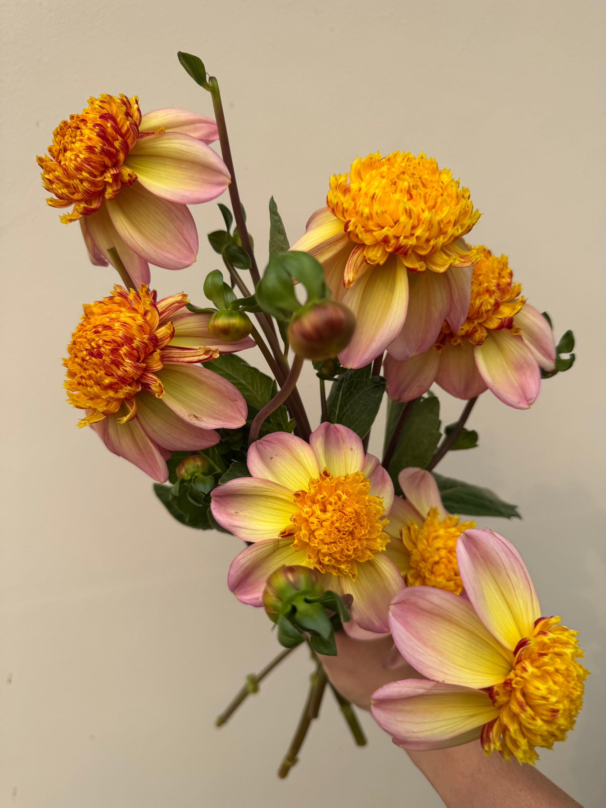 Handful of Bloomquist Golden dahlias.