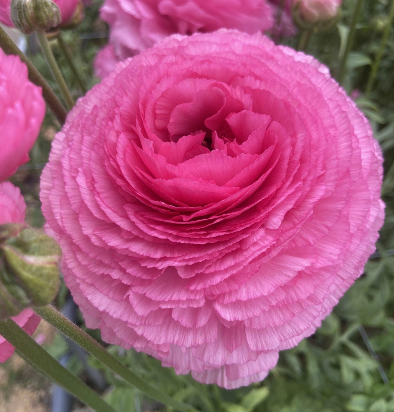Ranunculus - Romance Louise (5 corms)