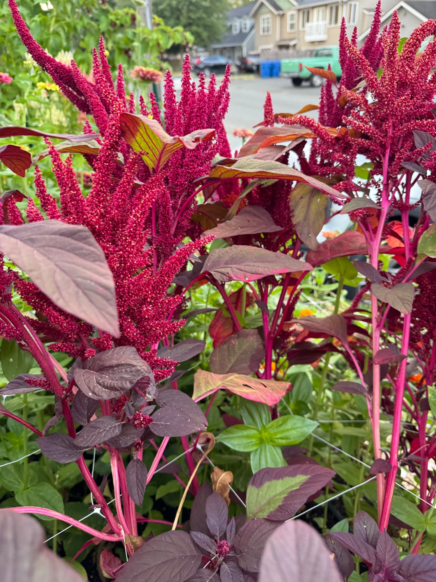 Amaranth seedlings - crimson (6 seedlings)