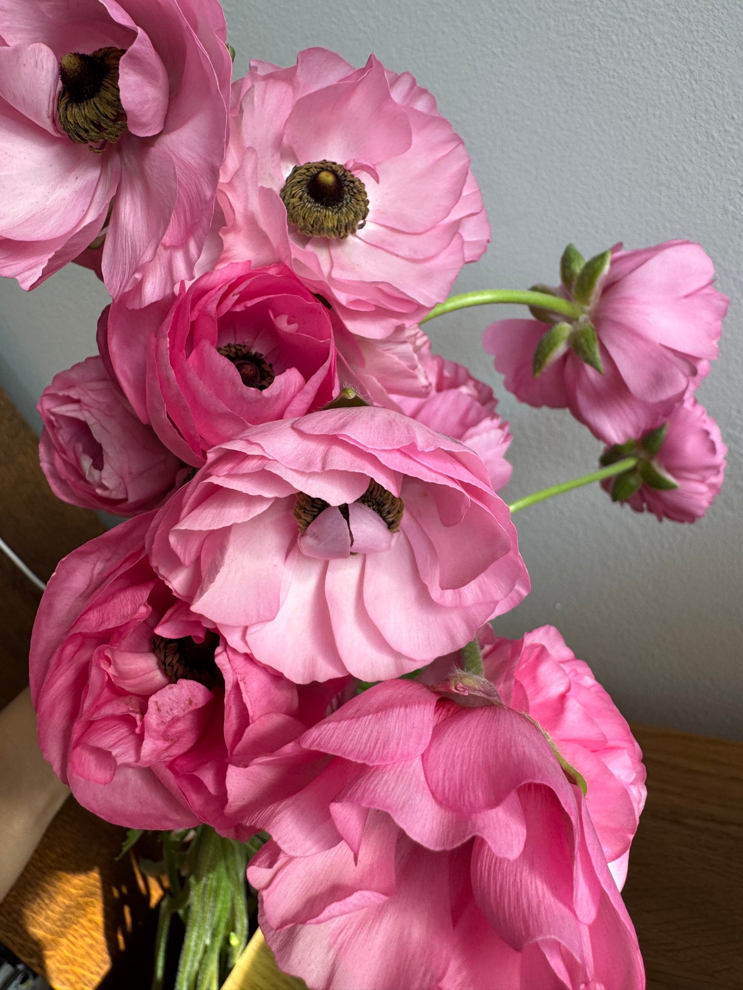 Ranunculus pink mix (10 corms)