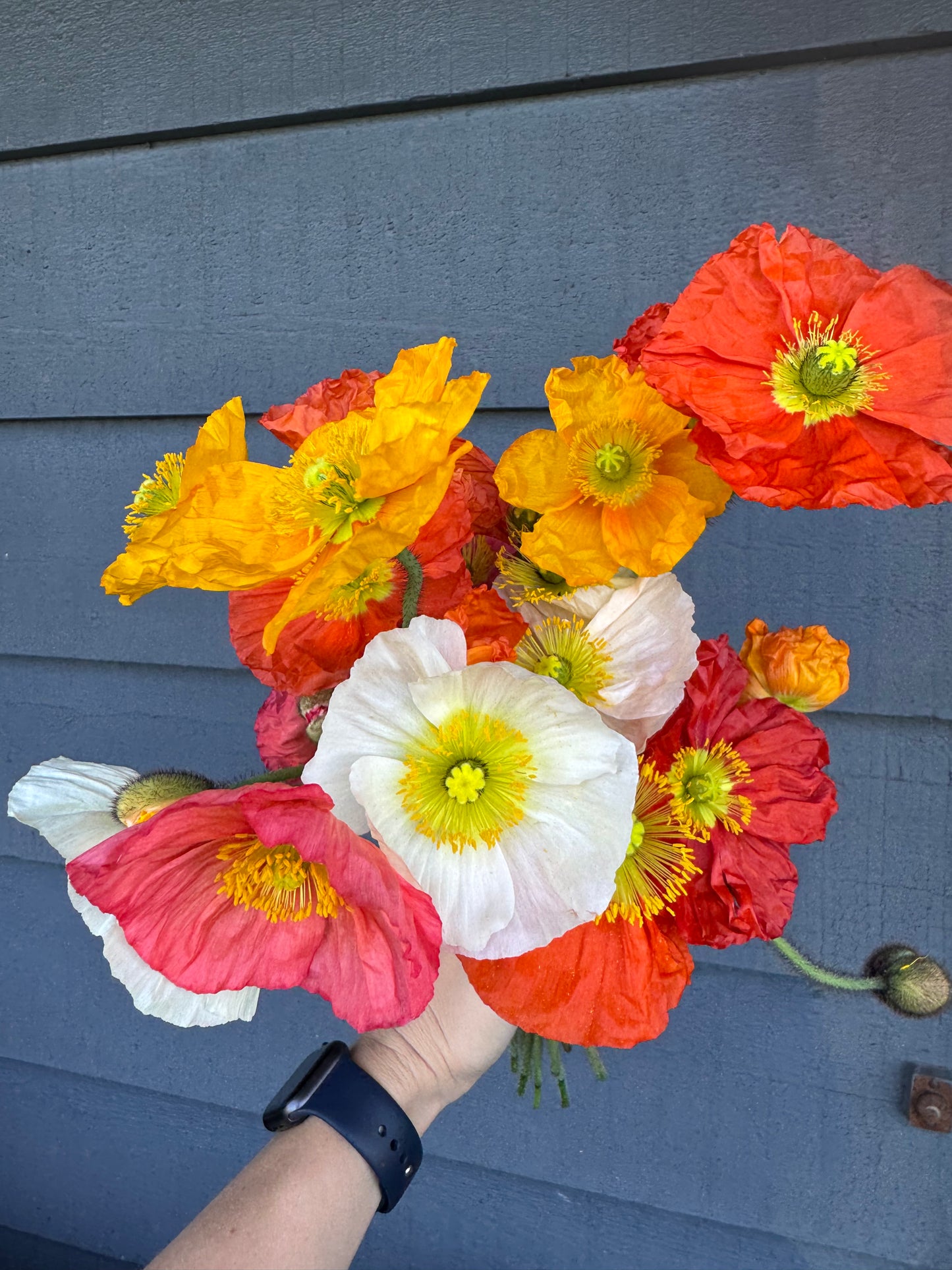 Icelandic poppy seedlings (6 - mixed colors)