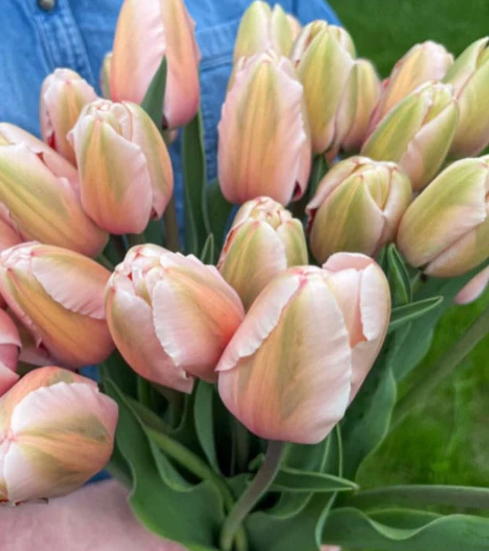 Darwin Hybrid bundle: Salmon Impression, Lady Van Eijk and World Peace (30 bulbs)
