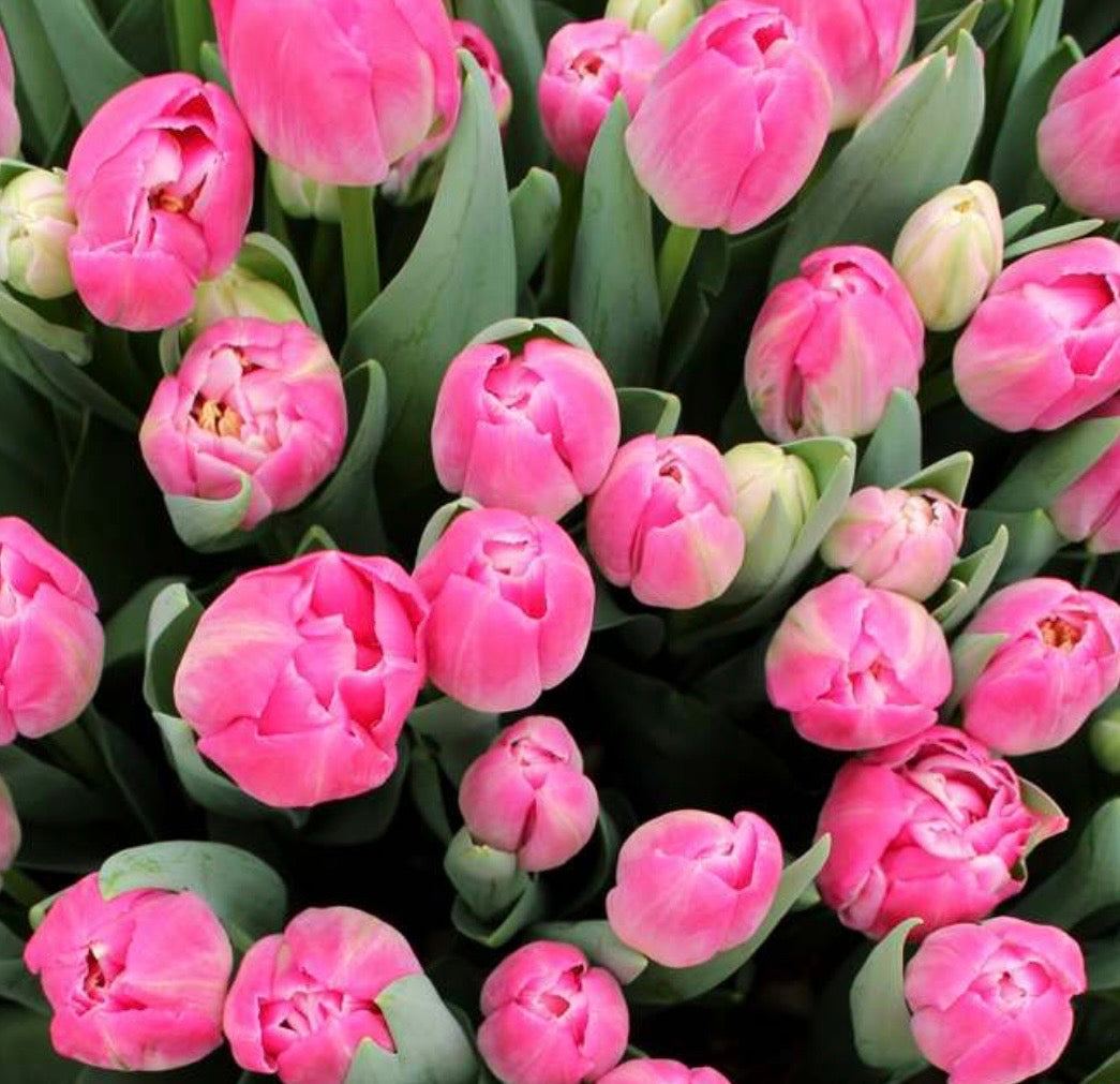 Brindisi Tulips (10 bulbs)