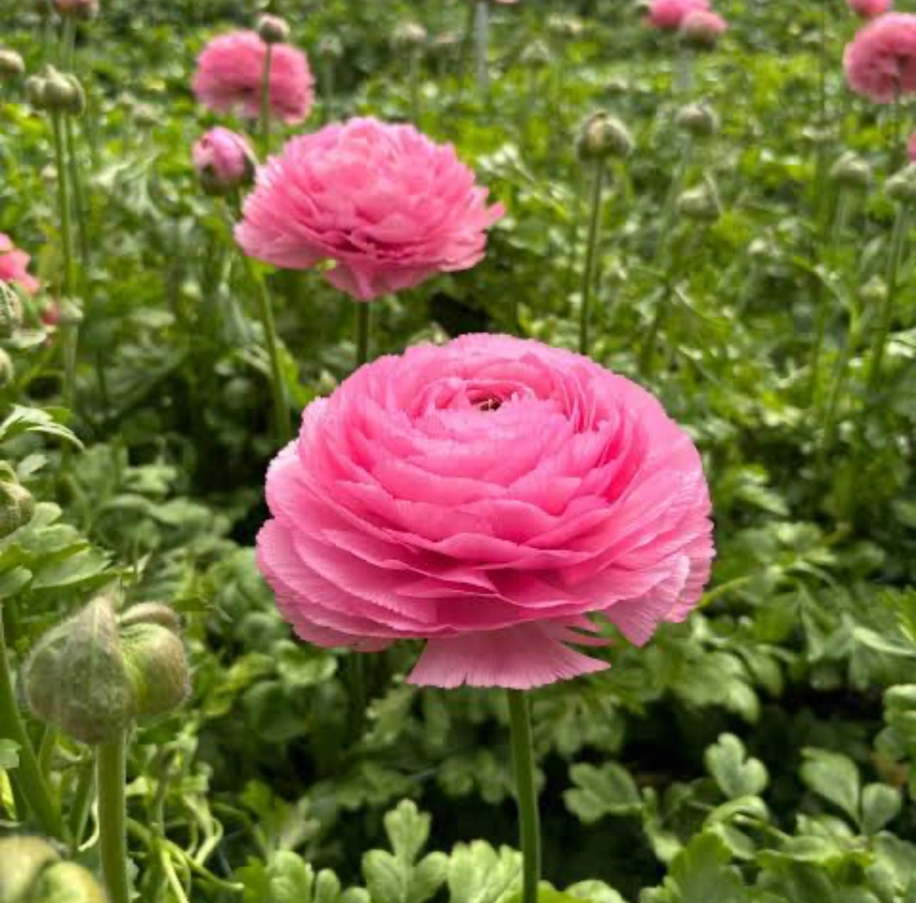 Ranunculus - Romance Louise (5 corms)