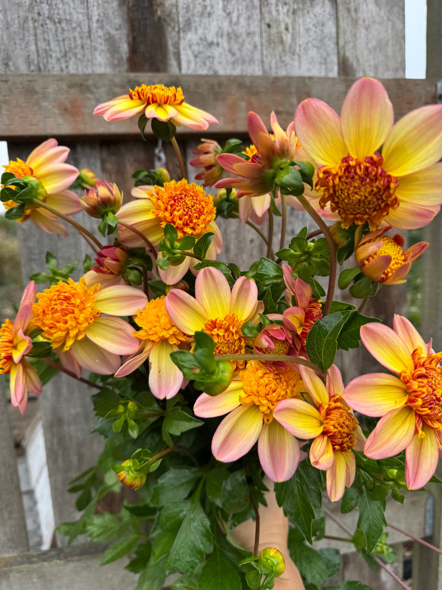 Handful of Bloomquist Golden dahlias.