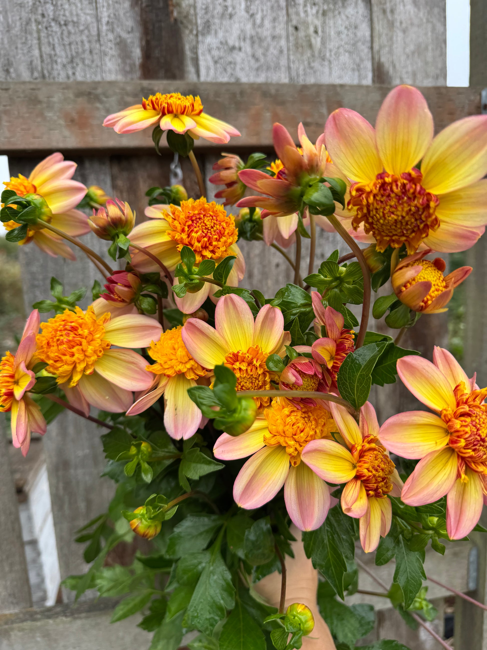 Handful of Bloomquist Golden dahlias.
