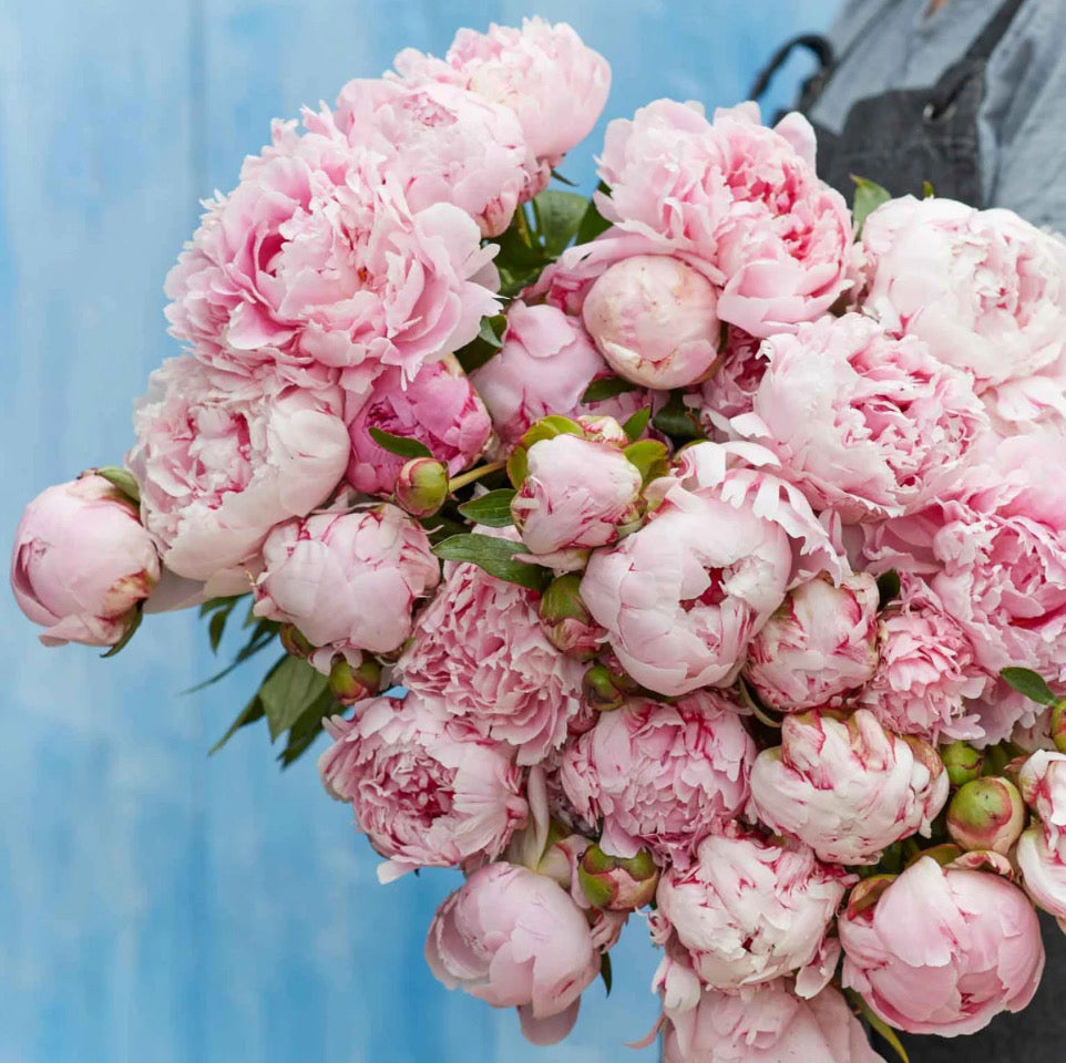 Three-peony bundle