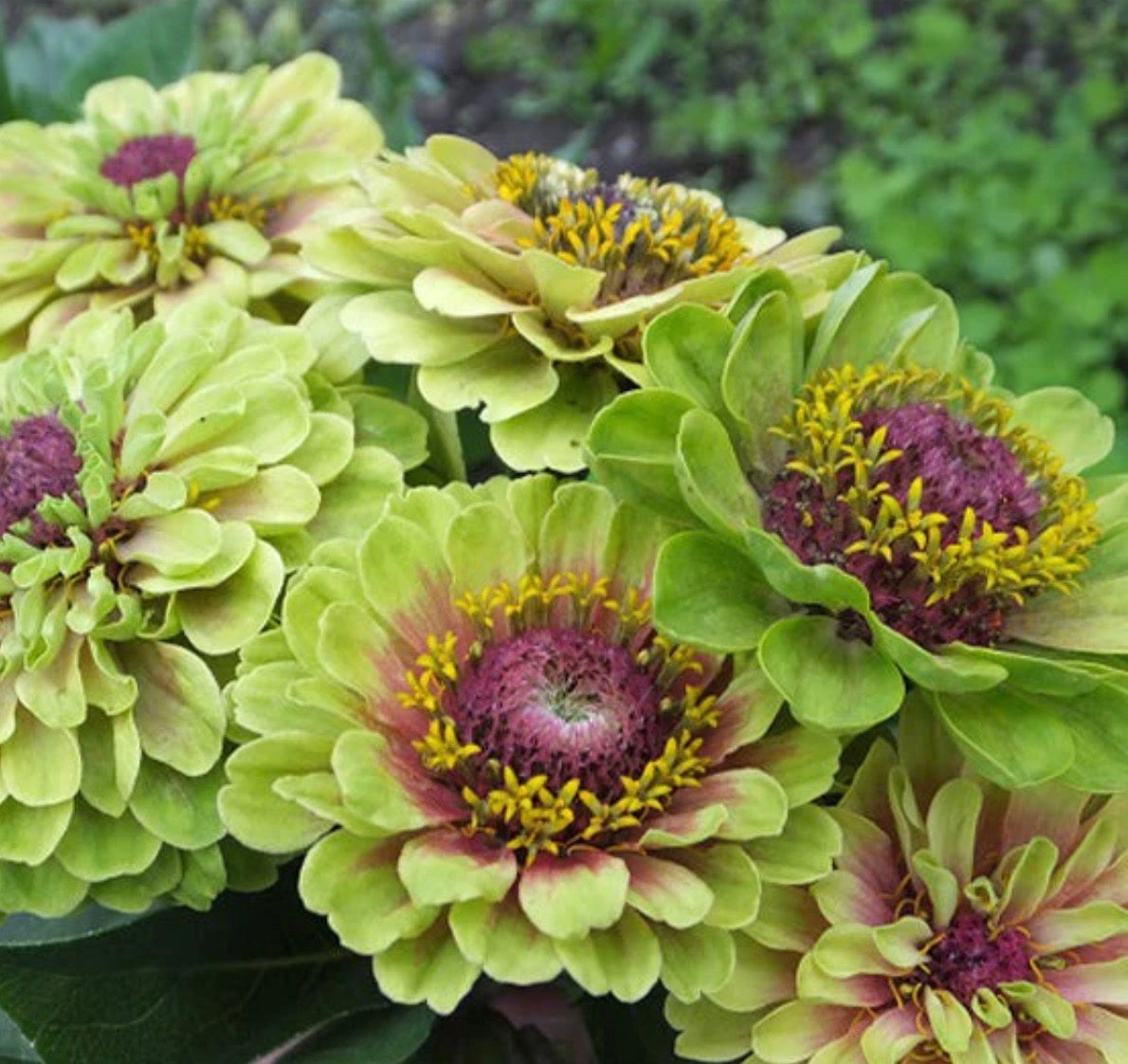 Zinnia seedlings - Queeny Lime Blotch (6 seedlings)