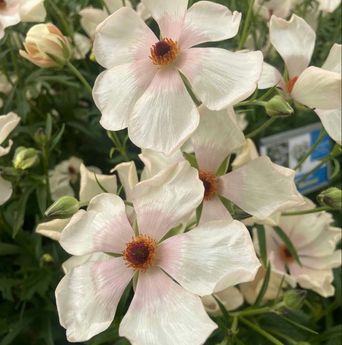 Butterfly Ranunculus - Melissa (5 corms)