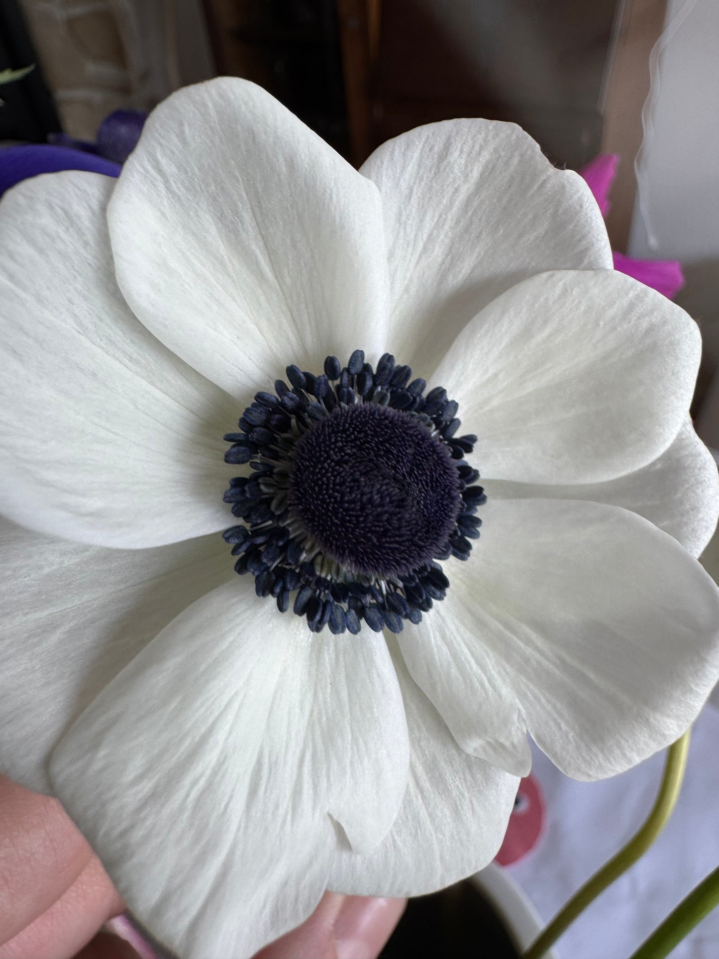 White Anemones (10 corms)