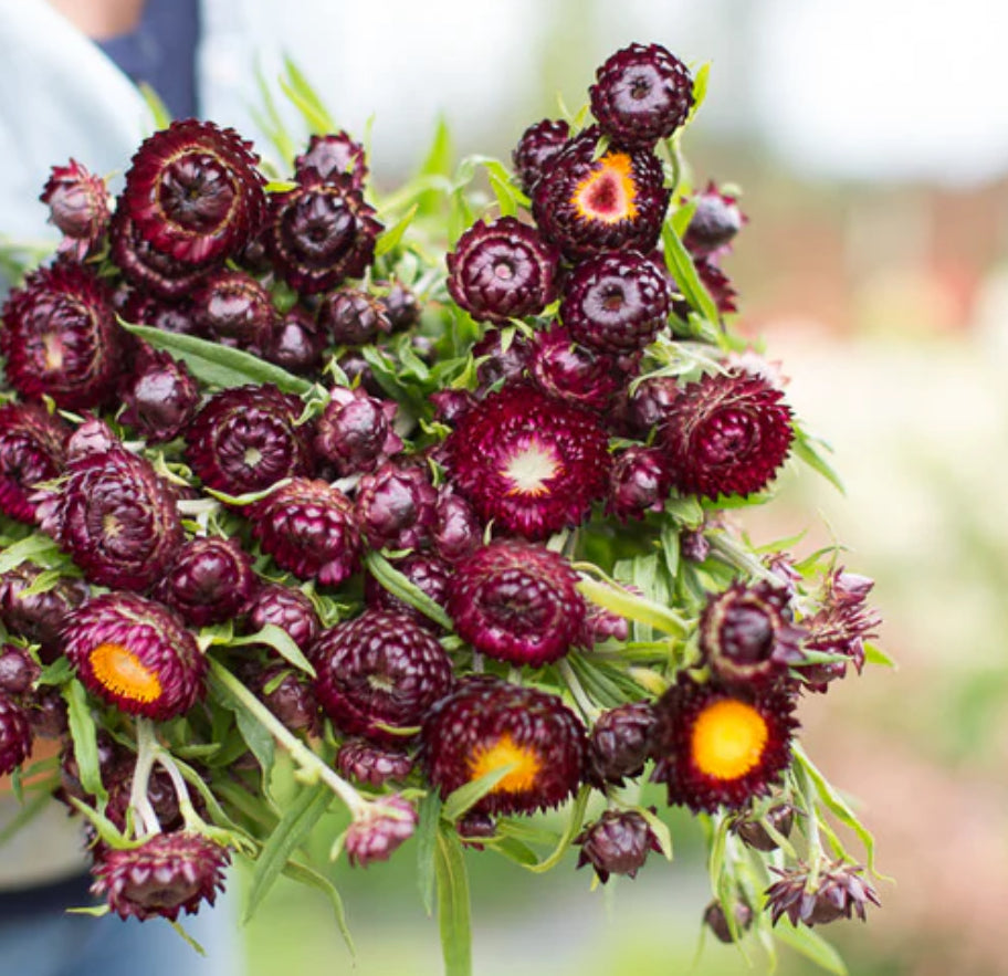 Strawflower seedlings -  purple red (6)