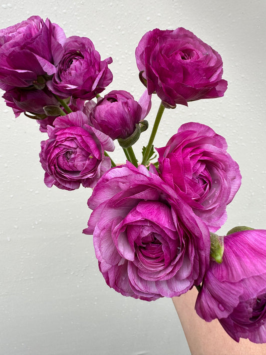 Ranunculus - Romance Loubeyres (5 corms)