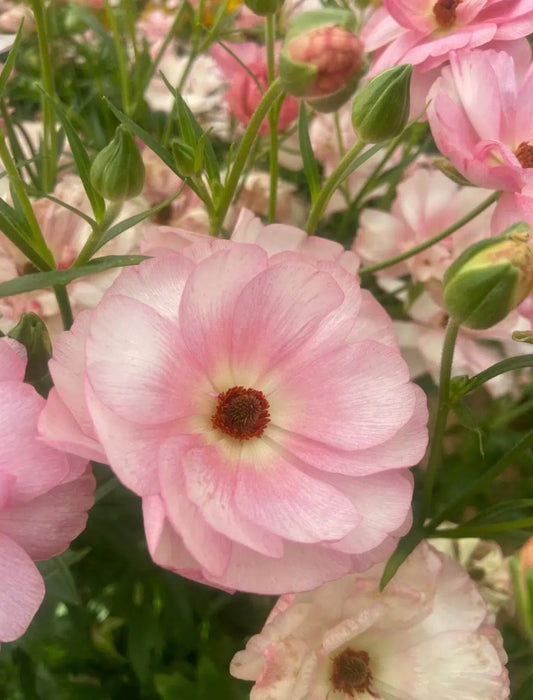 Butterfly Ranunculus - Venus (5 corms)